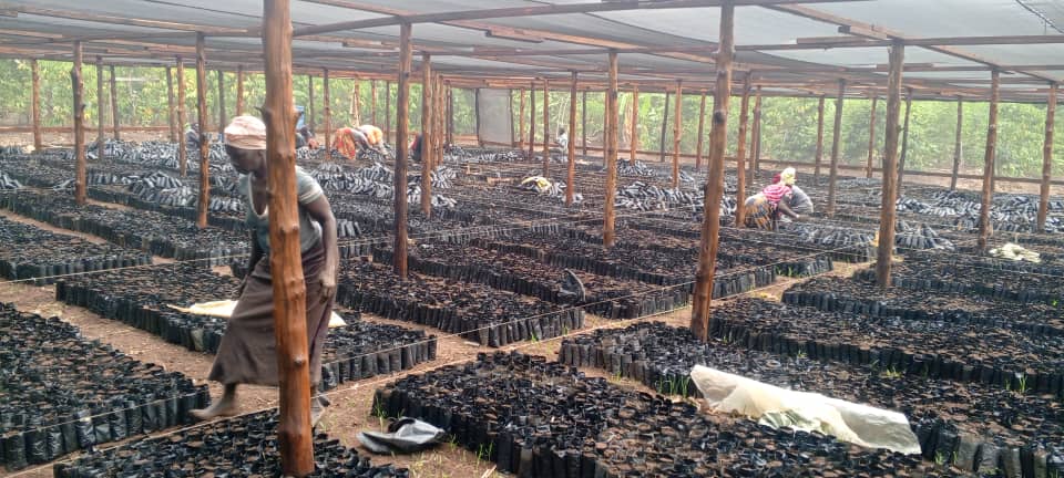 Cocoa Nursery Starter Kit