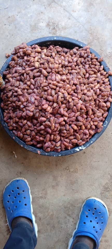 Dry Cocoa Beans - Fermented & Sun-dried
